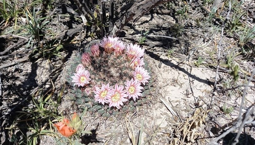  - Mammillaria Meiacantha