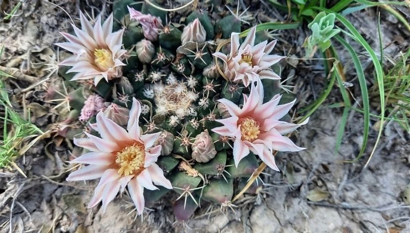  - Mammillaria Meiacantha