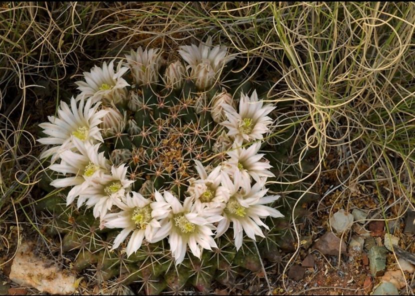  - Mammillaria Meiacantha