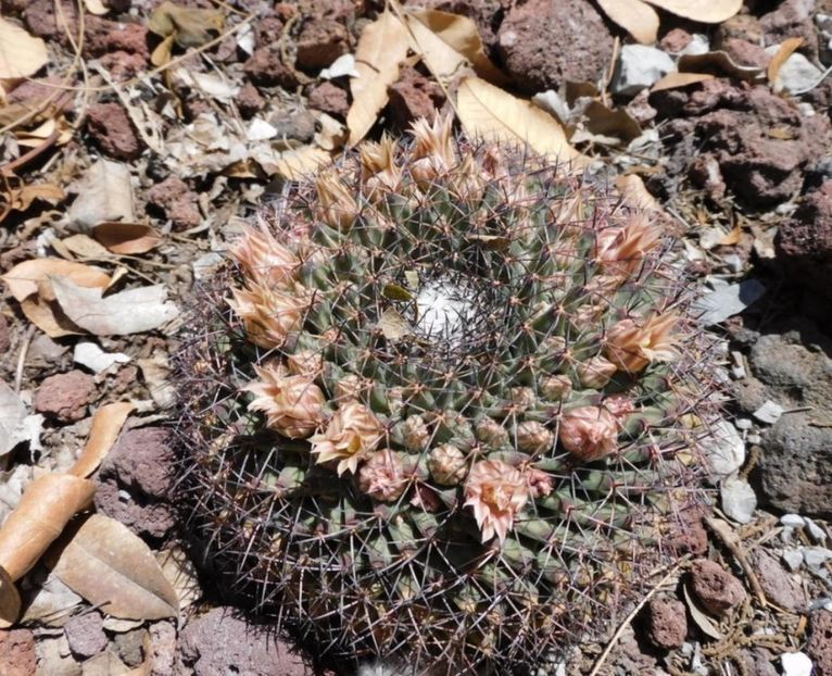  - Mammillaria Meiacantha