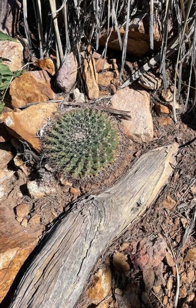  - Mammillaria Meiacantha