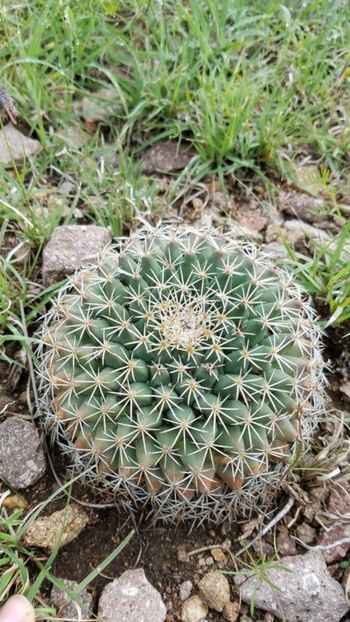  - Mammillaria Meiacantha