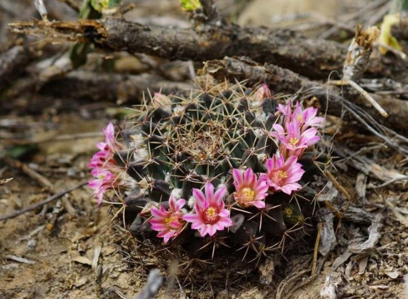  - Mammillaria Meiacantha