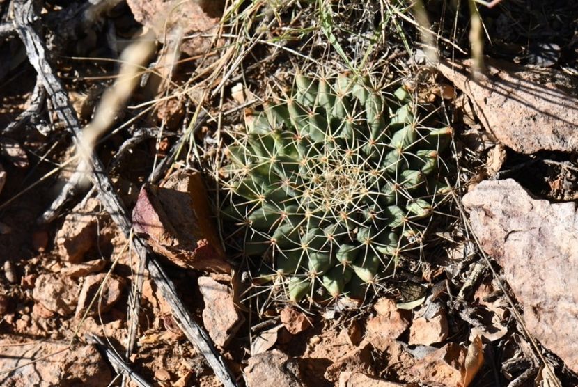  - Mammillaria Meiacantha