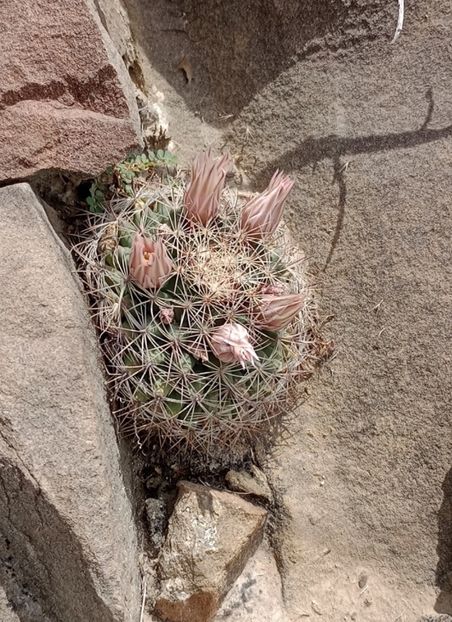  - Mammillaria Meiacantha
