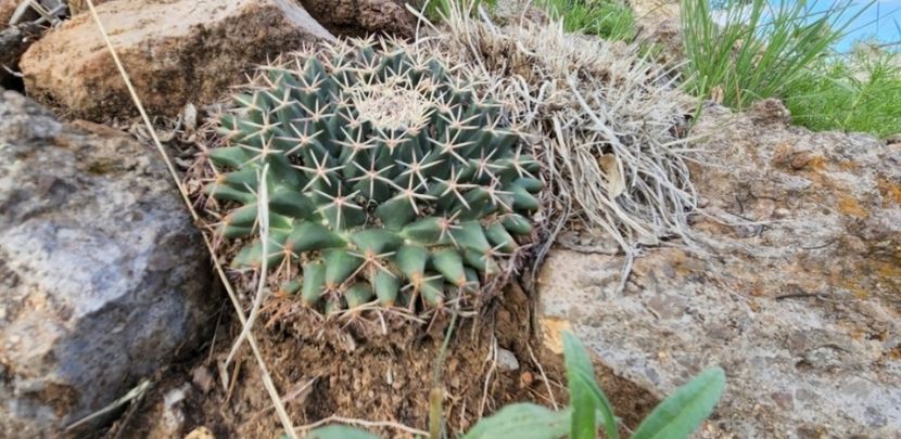  - Mammillaria Meiacantha