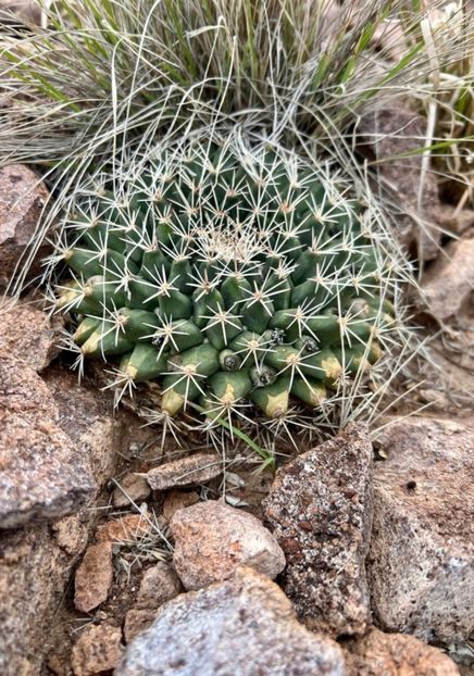  - Mammillaria Meiacantha