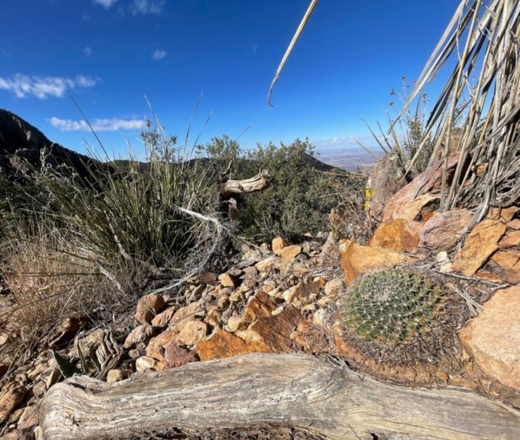  - Mammillaria Meiacantha