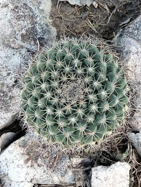  - Mammillaria Meiacantha