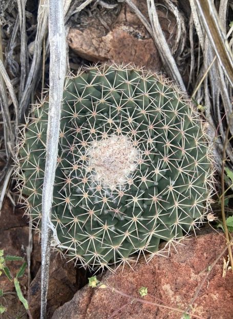  - Mammillaria Meiacantha