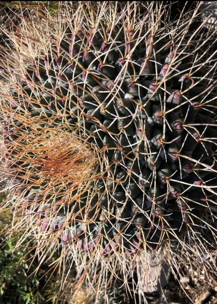  - Mammillaria Meiacantha
