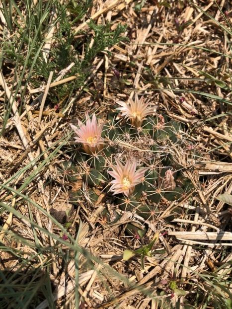  - Mammillaria Meiacantha