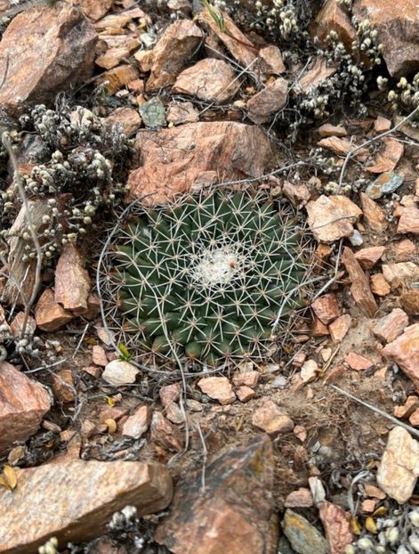  - Mammillaria Meiacantha