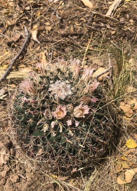  - Mammillaria Meiacantha