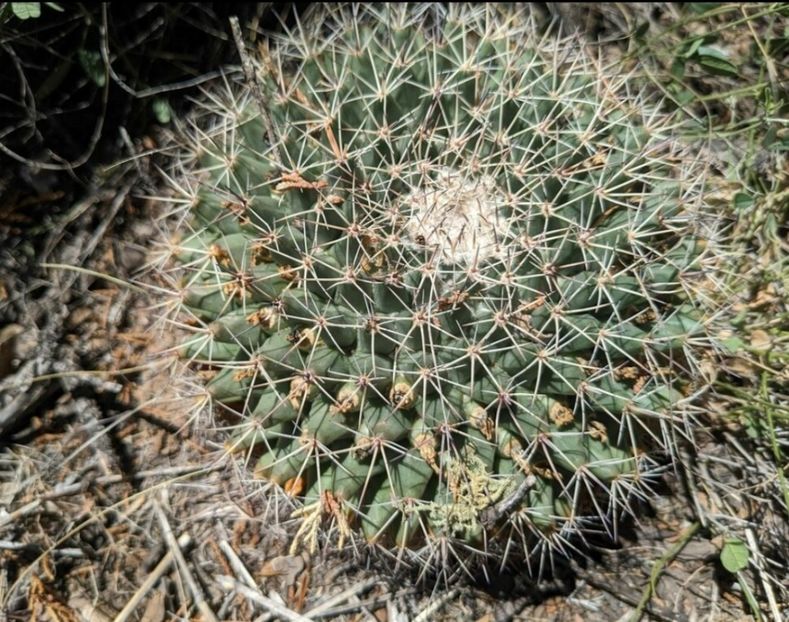  - Mammillaria Meiacantha