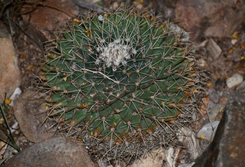  - Mammillaria Meiacantha