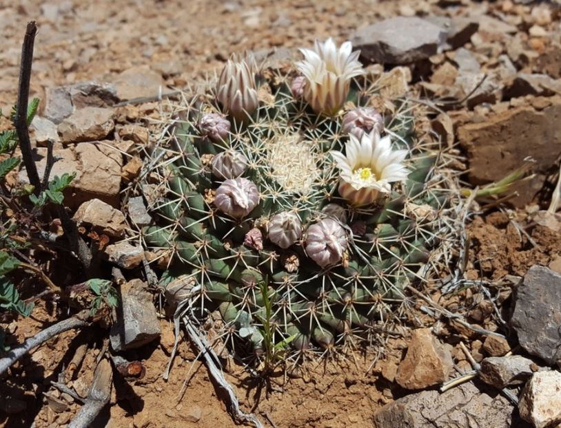  - Mammillaria Meiacantha
