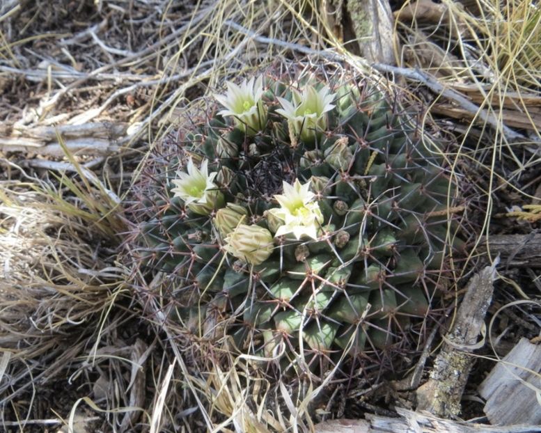  - Mammillaria Meiacantha
