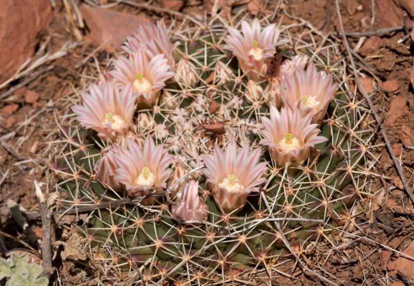  - Mammillaria Meiacantha
