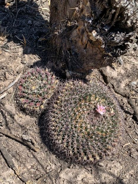  - Mammillaria Meiacantha