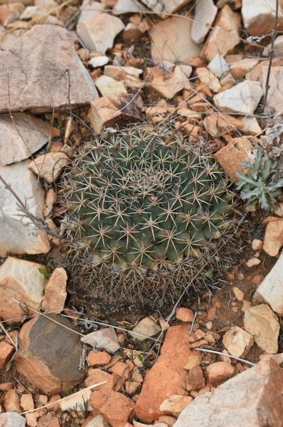  - Mammillaria Meiacantha