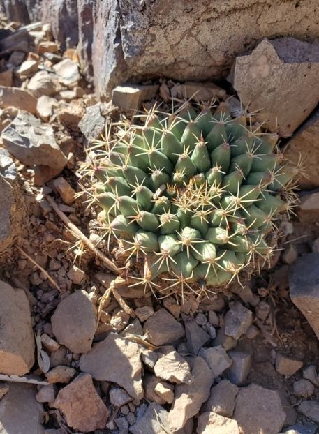  - Mammillaria Meiacantha