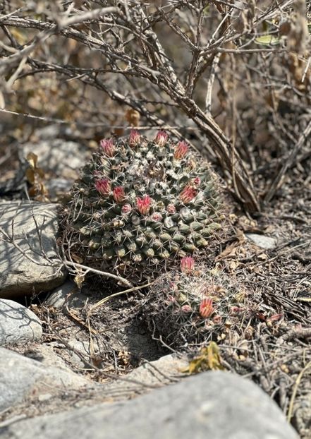  - Mammillaria Meiacantha