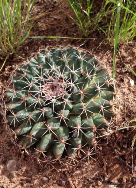  - Mammillaria Meiacantha