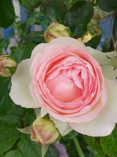  - Eden Rose 2024_ 2025