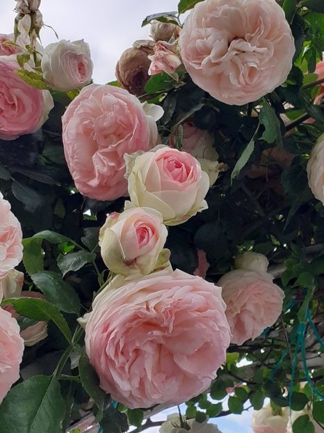  - Eden Rose 2024_ 2025