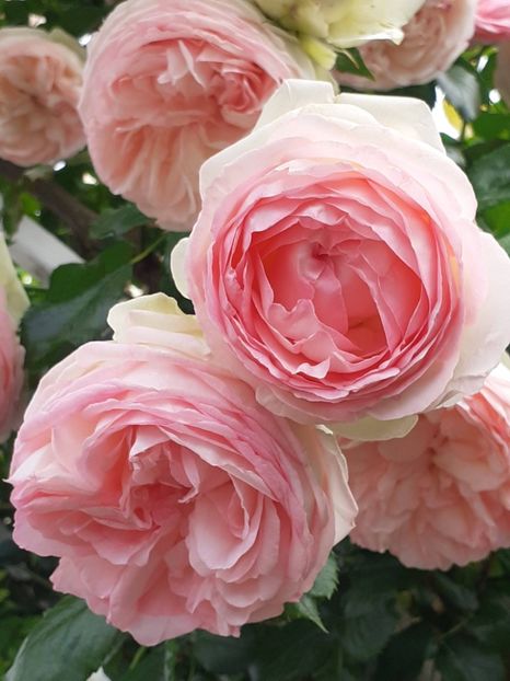  - Eden Rose 2024_ 2025