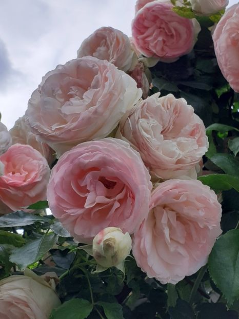  - Eden Rose 2024_ 2025