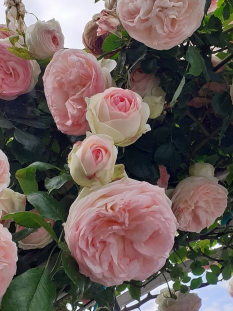  - Eden Rose 2024_ 2025