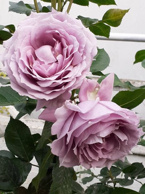  - Novalis 2022- 2023-2024