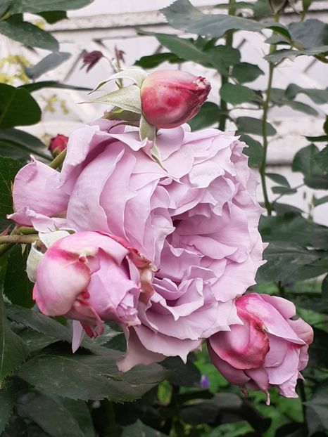  - Novalis 2022- 2023-2024