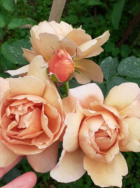  - 01 TRANDAFIRI 2024