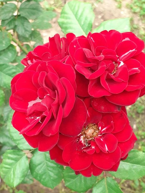  - 01 TRANDAFIRI 2024