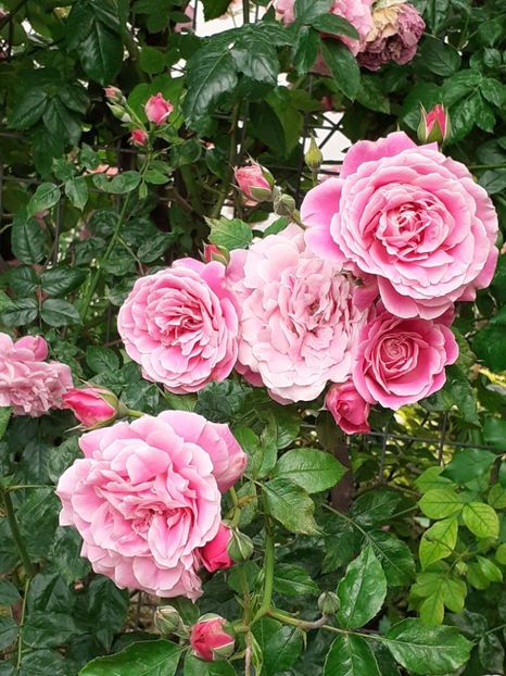  - 01 TRANDAFIRI 2024