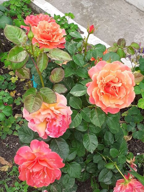  - 01 TRANDAFIRI 2024