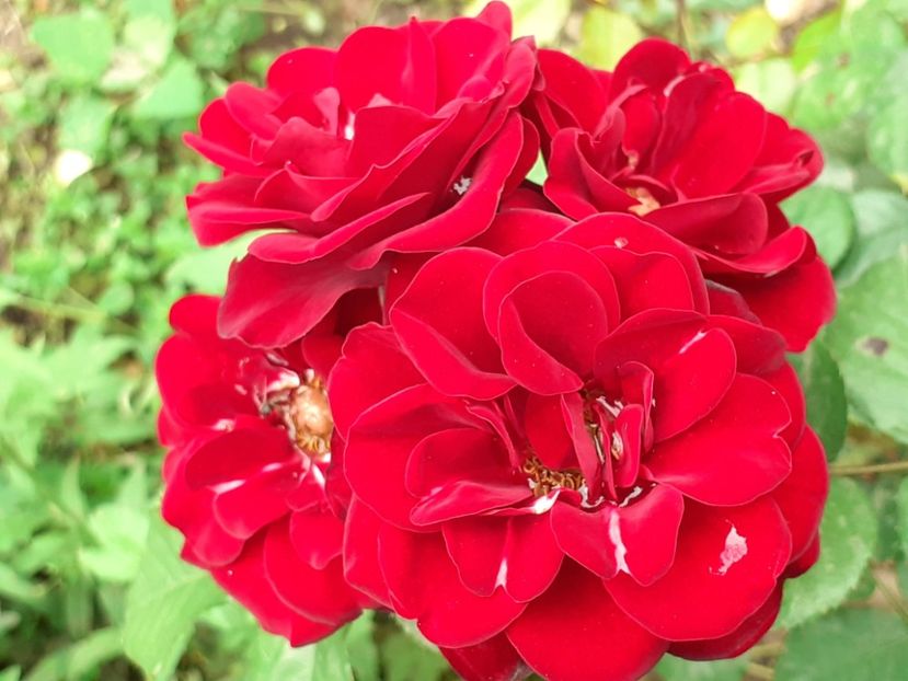  - 01 TRANDAFIRI 2024