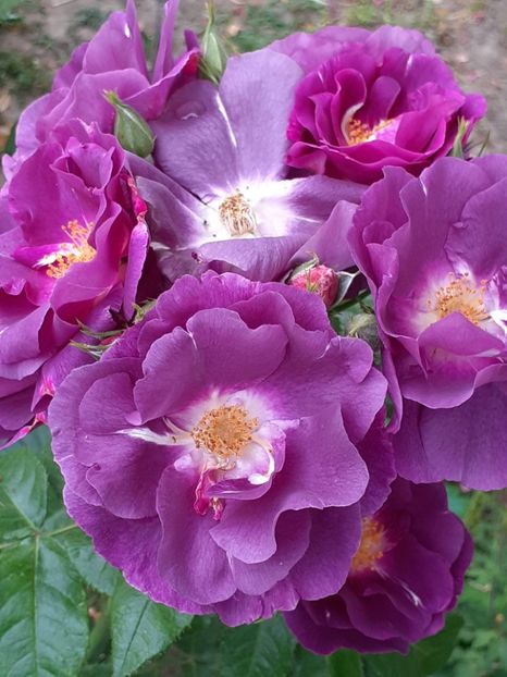  - 01 TRANDAFIRI 2024