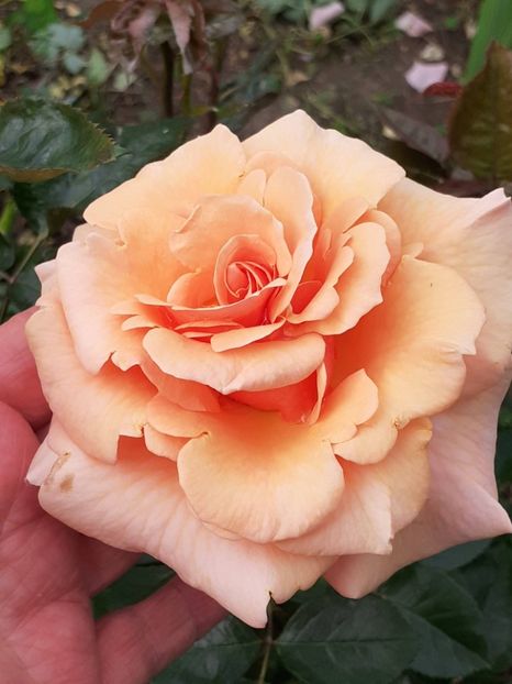  - 01 TRANDAFIRI 2024