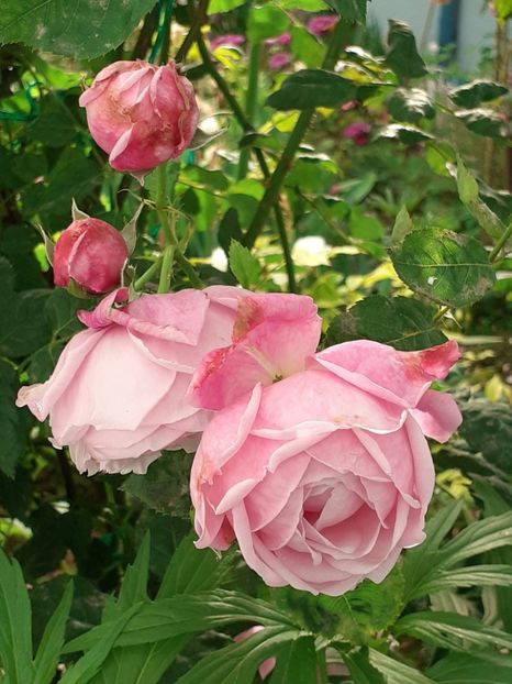  - 01 TRANDAFIRI 2024