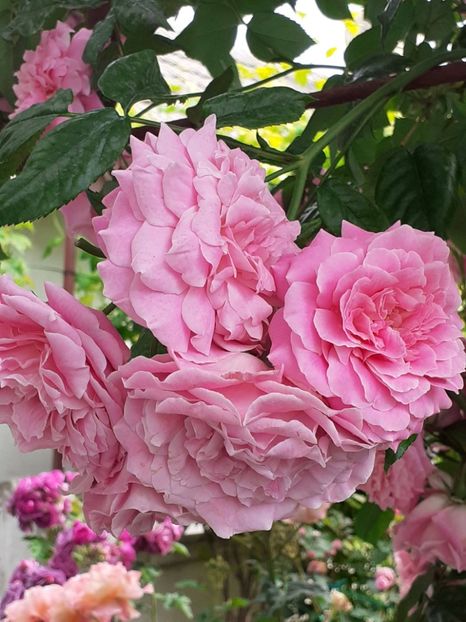  - 01 TRANDAFIRI 2024