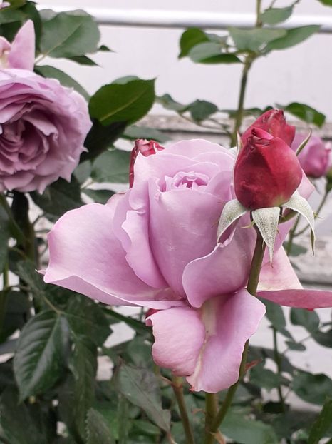  - 01 TRANDAFIRI 2024