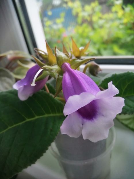  - Siningia Carangola