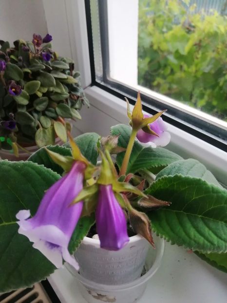  - Siningia Carangola