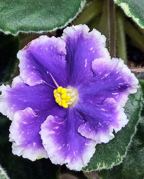 Galactic Storm - PORTRETE