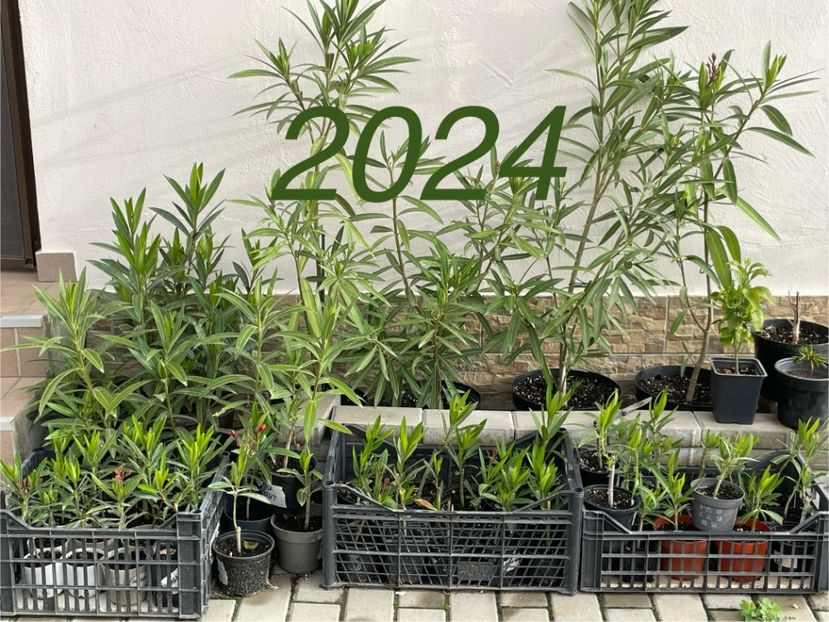  - 001 Leandri 2023-2024-2025