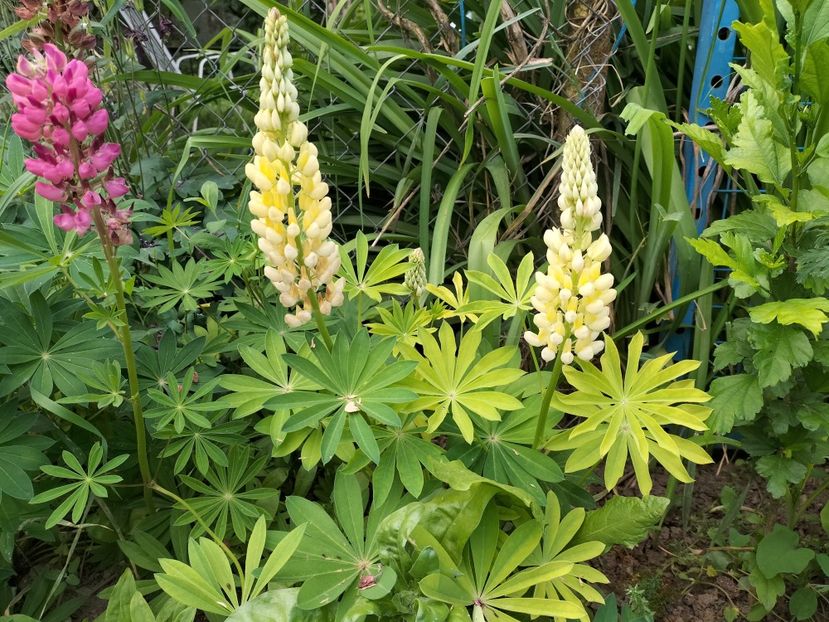 IMG20240528084715 - Lupinul